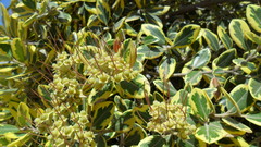 Metrosideros excelsa