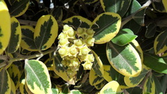 Metrosideros excelsa