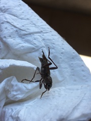 Xylotrechus smei