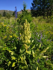 Veratrum lobelianum