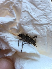 Xylotrechus smei