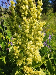 Veratrum lobelianum