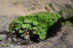 Gunnera peltata
