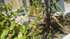 Plumbago auriculata