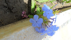 Plumbago auriculata