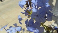 Plumbago auriculata