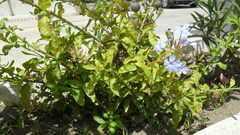 Plumbago auriculata