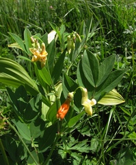 Lathyrus laevigatus laevigatus