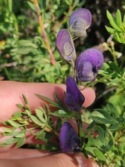 Aconitum glandulosum