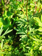 Aconitum glandulosum