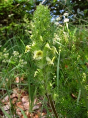 Pedicularis julica