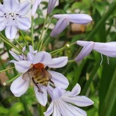 Bombus pascuorum
