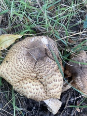 Agaricus augustus