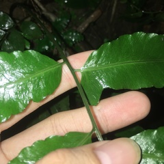 Bolbitis scalpturata