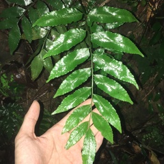 Bolbitis scalpturata