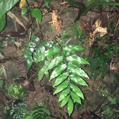 Bolbitis scalpturata