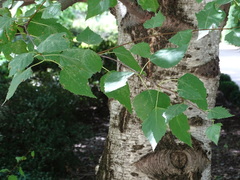 Betula pendula fontqueri