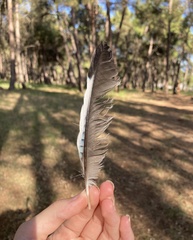 Garrulus glandarius graecus