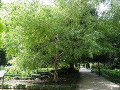 Betula pendula fontqueri