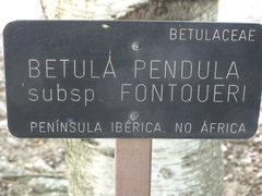 Betula pendula fontqueri
