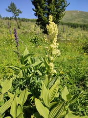 Veratrum lobelianum