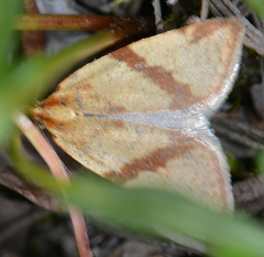 Clepsis moeschleriana