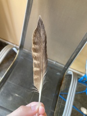 Falco peregrinus brookei