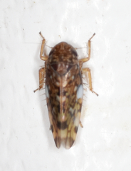 Xestocephalus similis