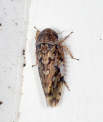 Xestocephalus tessellatus
