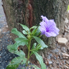 Ruellia tuberosa