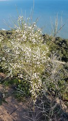 Retama monosperma