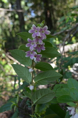 Elytropus chilensis