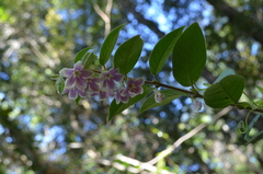 Elytropus chilensis