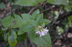 Elytropus chilensis