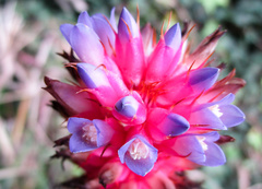Aechmea bocainensis