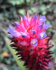 Aechmea bocainensis