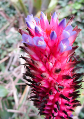 Aechmea bocainensis