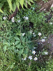 Ranunculus aconitifolius