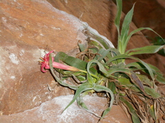 Barbacenia tomentosa