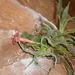 Barbacenia tomentosa - Photo (c) Giovanni Marques de Castro, alguns direitos reservados (CC BY-SA)