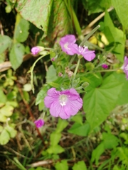 Epilobium hirsutum