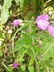 Epilobium hirsutum