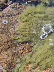 Cladophora glomerata