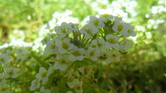 Lobularia maritima
