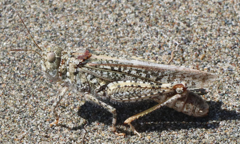 Helfer's Dune Grasshopper