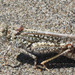 Helfer's Dune Grasshopper - Photo (c) ronlyons, some rights reserved (CC BY-NC)