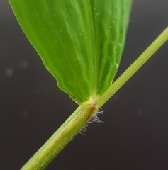 Setaria barbata