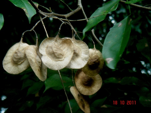 Pterocarpus indicus