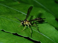 Polybioides raphigastra