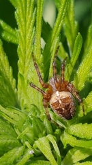Araneus diadematus